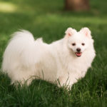 un chien sur la pelouse