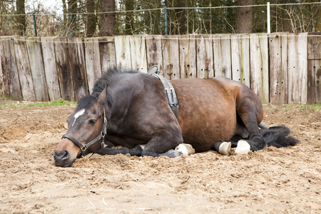 gestation jument