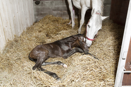 naissance poulain