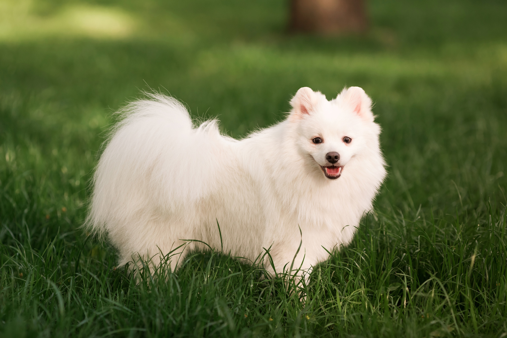 un chien sur la pelouse